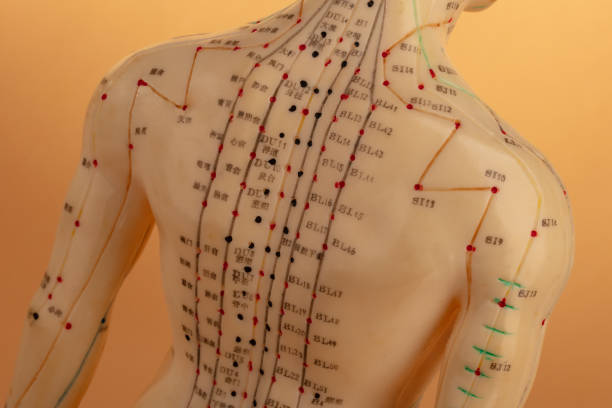 Acupuncture Model isolated on beige background